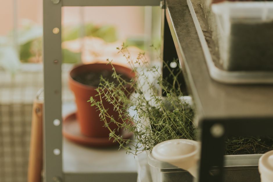 Growing Herbs in Handmade Pots: Why Clay Makes a Difference