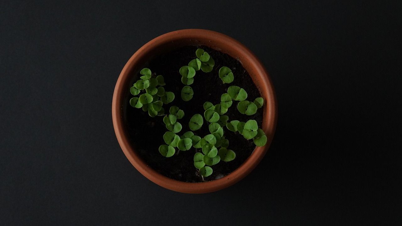 The Slow Craft of Seed Starting in Clay Pots